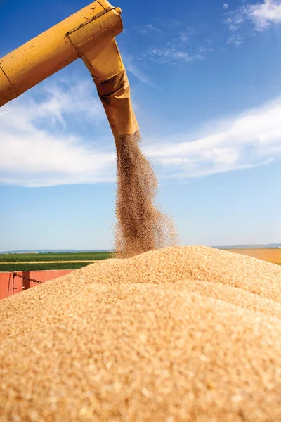 Unloading a bumper crop of wheat after harvest — Stock Photo, Image