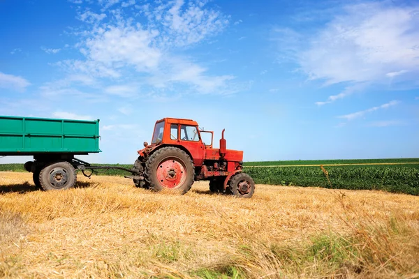 Trator vermelho velho e reboques durante a colheita de trigo em somatório nublado — Fotografia de Stock