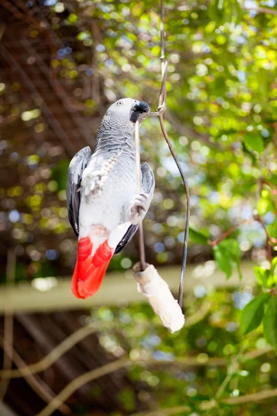 Gri Afrika papağanı — Stok fotoğraf
