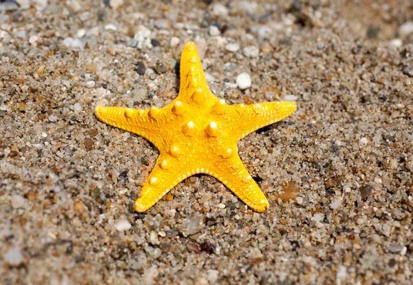 Estrella de mar amarilla en la playa — Foto de Stock