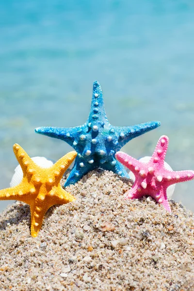 Estrellas de mar y conchas en la arena — Foto de Stock
