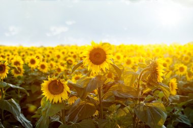  ayçiçekleri alanı üzerinden günbatımı güzellik 