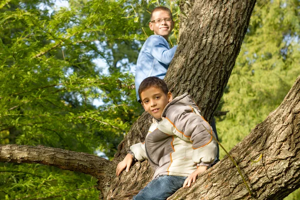 Two  boys on a tree branch on a sunny day — Stock Photo, Image