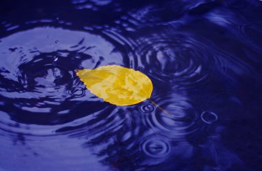 su birikintisi ve yaprakları ile sahne