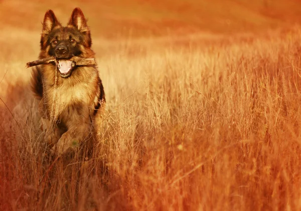 Alman çoban köpeği — Stok fotoğraf