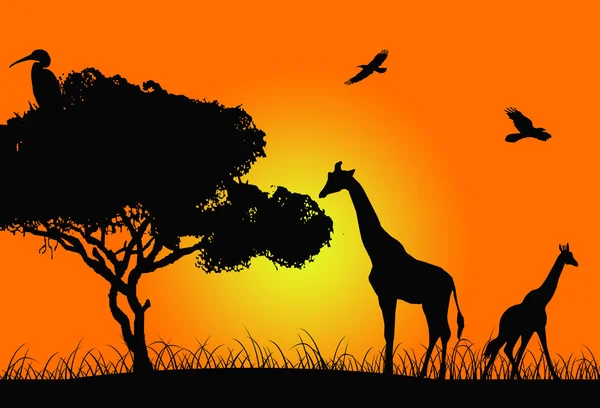 African sunset — Stockfoto