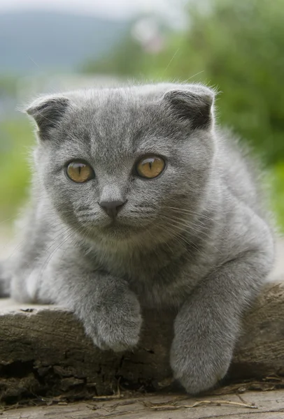 Small gray cat — Stock Photo, Image