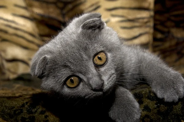 Small gray cat — Stock Photo, Image