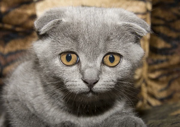 小さな灰色の猫 — ストック写真