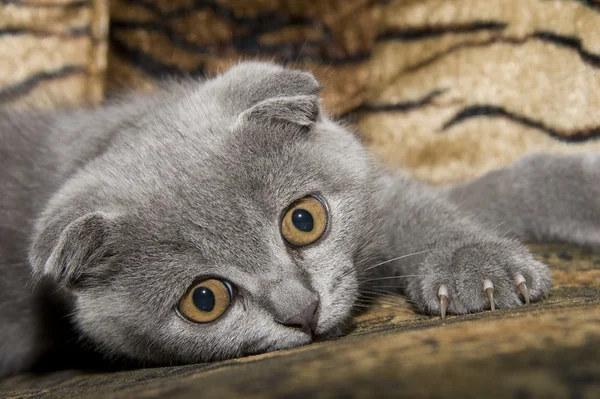 Small gray cat — Stock Photo, Image