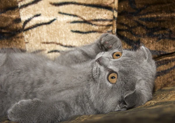 작은 회색 고양이 — 스톡 사진