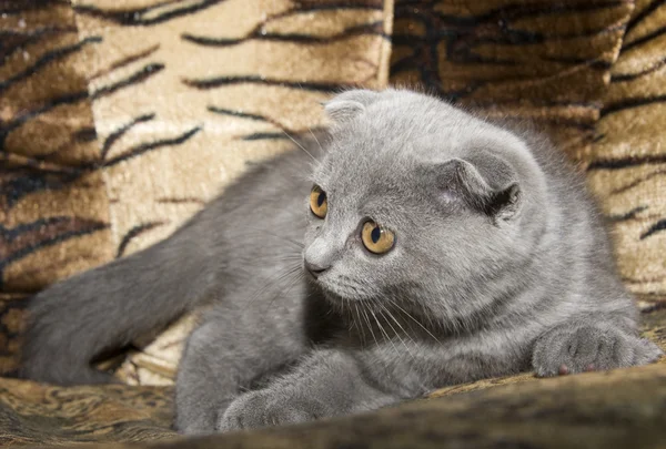 Malá šedá kočka — 图库照片