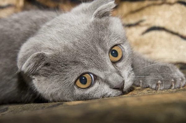 Kleine graue Katze — Stockfoto