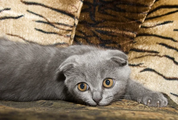 Small gray cat — Stock Photo, Image