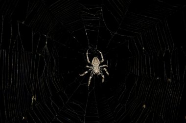 Spider bir web ortasında