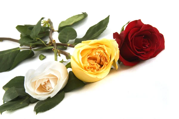 Tři barevné růže — Stock fotografie