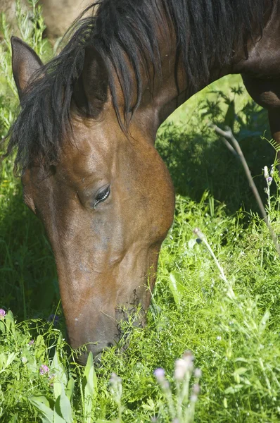Horses graze — Stock Photo, Image