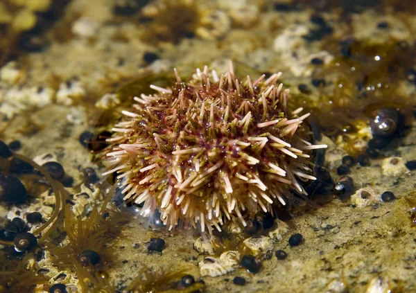 Cerdos de mar — Foto de Stock