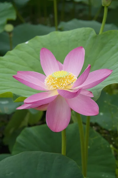 Lotus blossoms — Stock Photo, Image