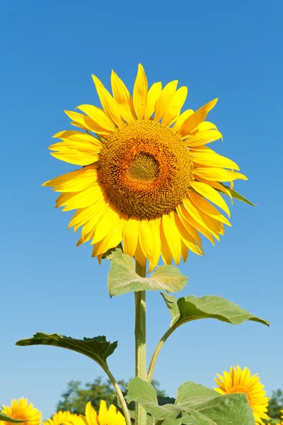 Sunflower — Stock Photo, Image