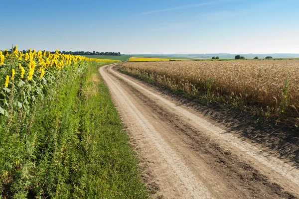 Sunflowers and wheat on the road side — Stock Photo, Image