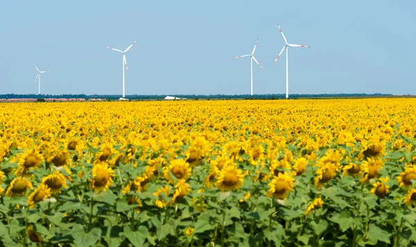 Windmühlen hinter Sonnenblumenfeld — Stockfoto