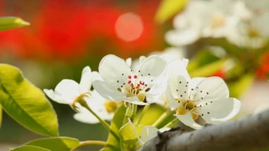 ağaç bahar çiçek