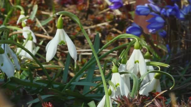 Early snowdrop in wind — Stock Video