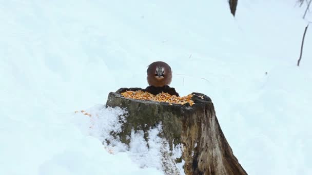 Eurasian Jay — Stock Video