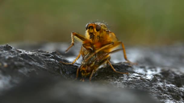 Mating flies — Stock Video