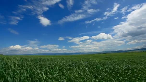 Viento soplando el trigo — Vídeos de Stock