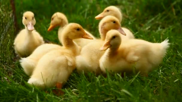 Patos pequeños — Vídeos de Stock