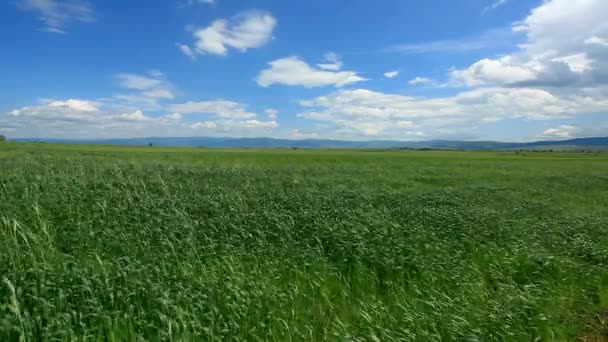 Вітер дме пшеницю — стокове відео