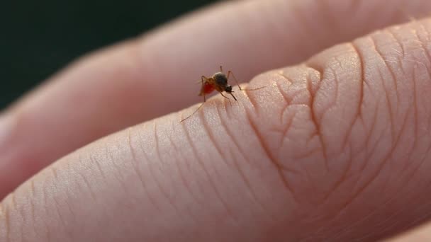 Mosquito en dedo humano — Vídeo de stock