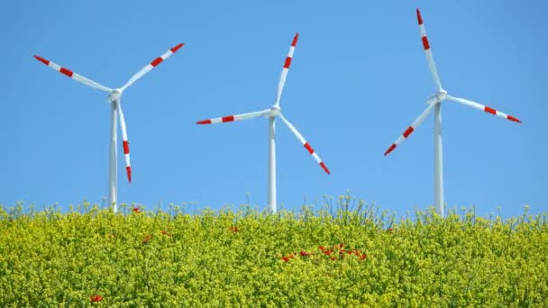 Windmills behind rape field — Stock Video