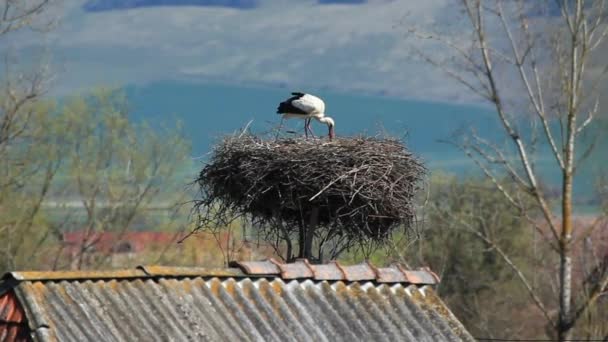 Stork on nest — Stock Video