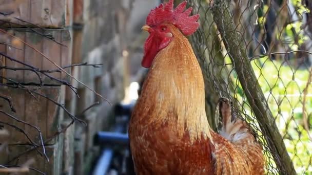 Red rooster crowing — Stock Video