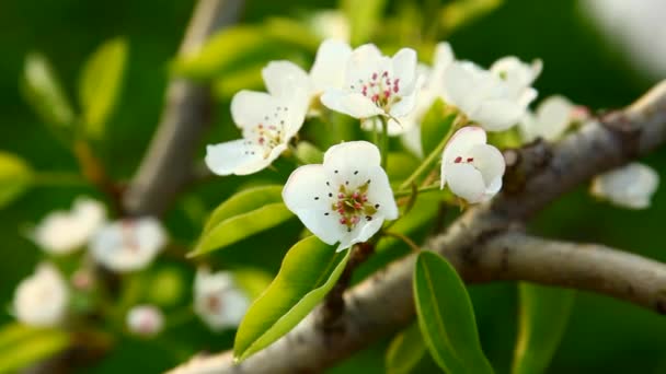 Blooming spring tree — Stock Video