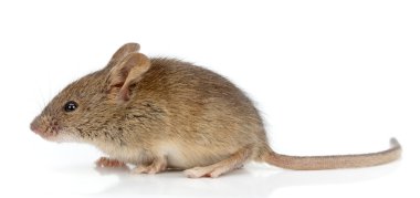 Side view of house mouse (Mus musculus) clipart
