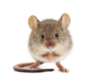 House mouse standing (Mus musculus) clipart
