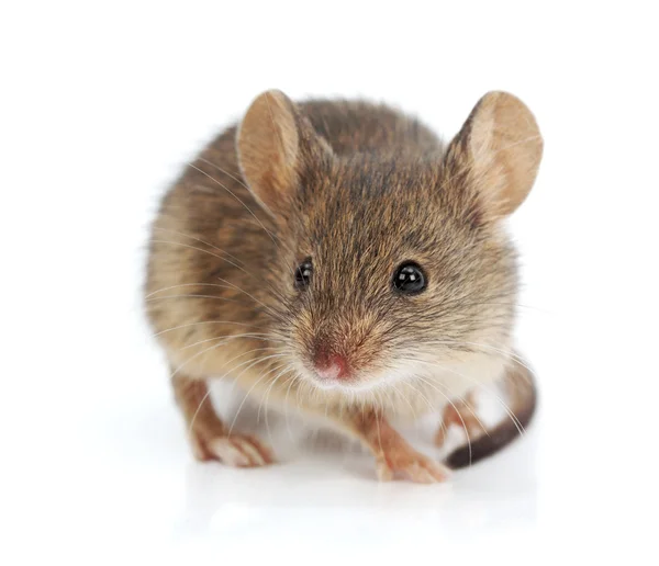 Souris domestique (Mus musculus ) — Photo