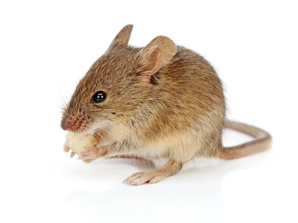House mouse eating cheese (Mus musculus) — Stock Photo, Image