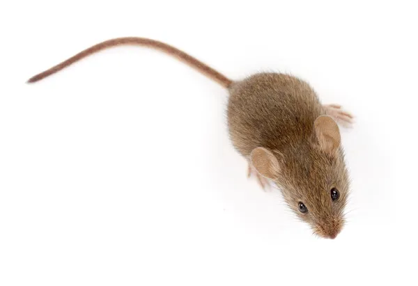 Myszy domu patrząc na Mus (musculus) — Zdjęcie stockowe