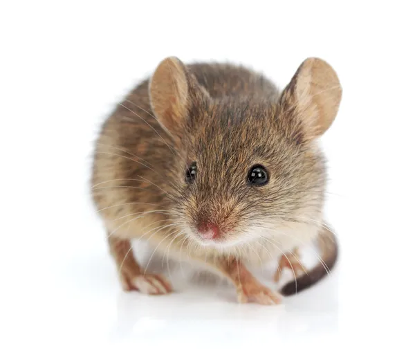 House mouse (Mus musculus) — Stock Photo, Image