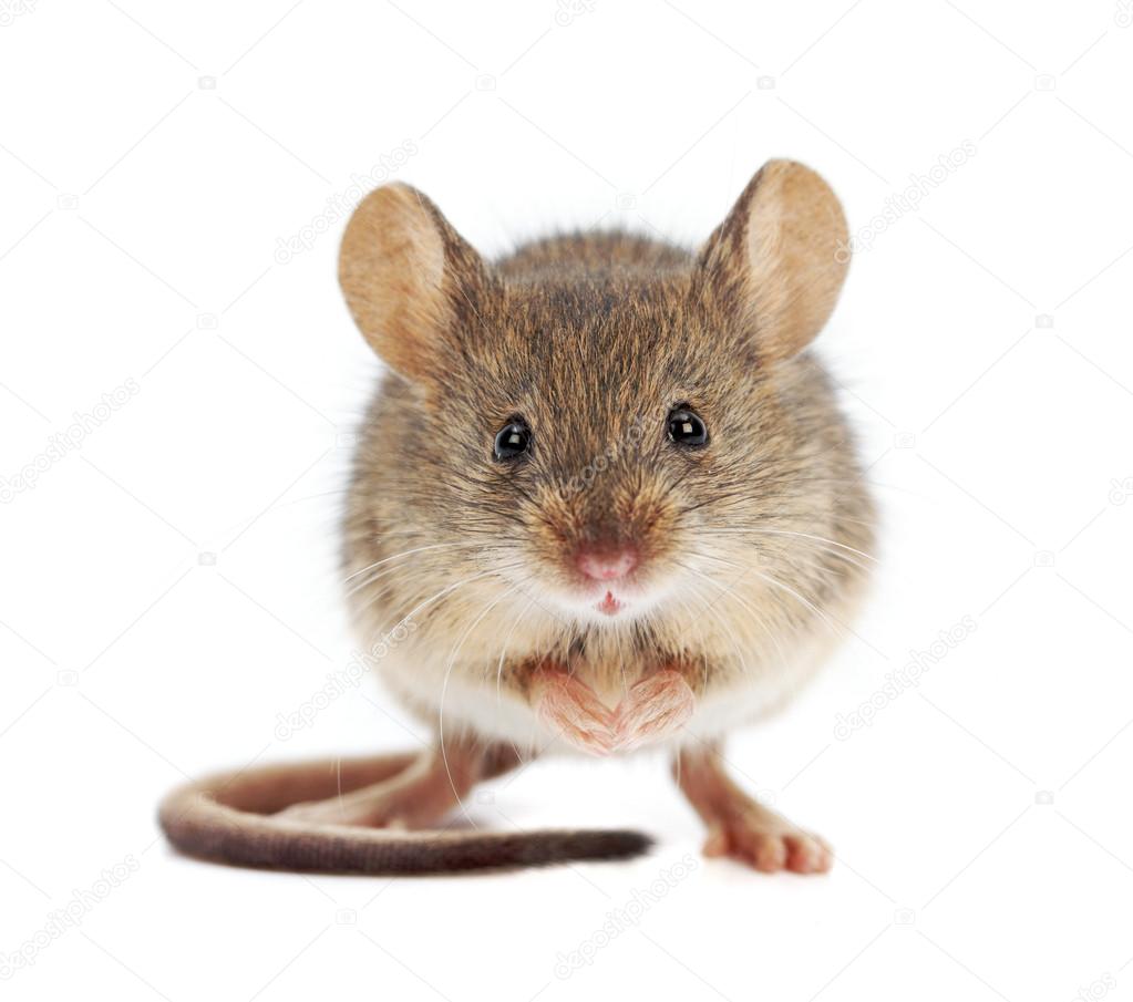 House mouse standing (Mus musculus)