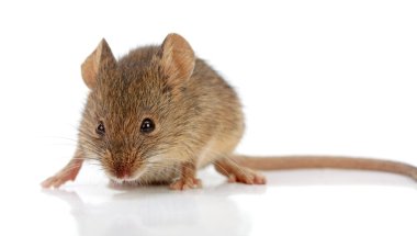 Ev faresi (Mus musculus)