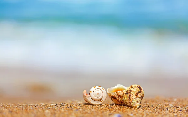 Conchiglie in sabbia sul lato mare — Foto Stock