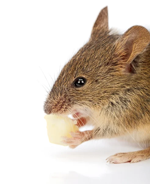 Casa ratón comiendo queso (Mus musculus ) — Foto de Stock