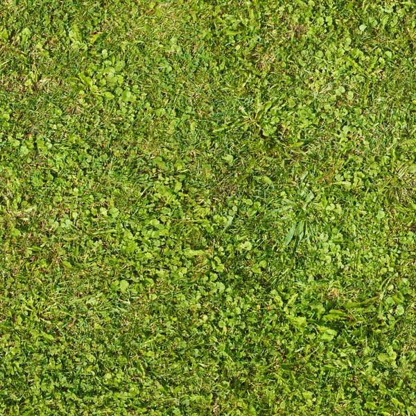 Kusursuz yeşil çimen dokusu — Stok fotoğraf