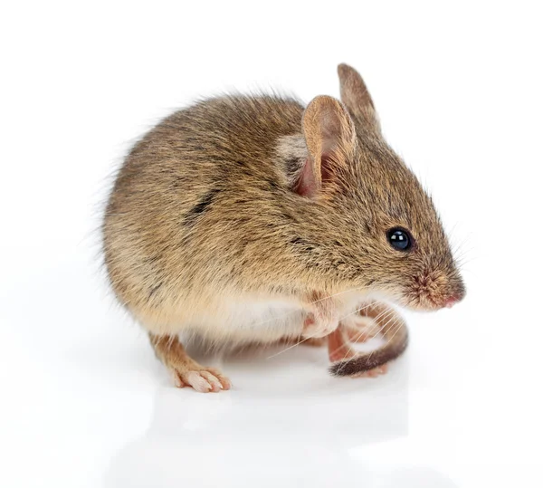 Rato doméstico (Mus musculus ) — Fotografia de Stock